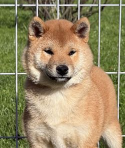 picture of dog