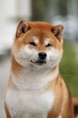 picture of dog