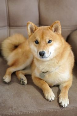 picture of dog