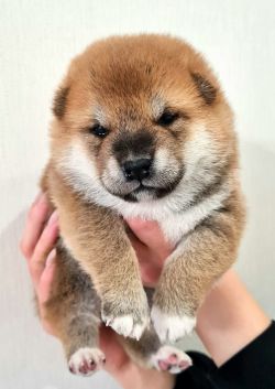 picture of dog