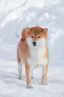 picture of dog