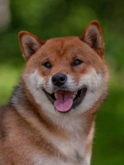 picture of dog