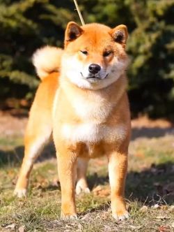 picture of dog