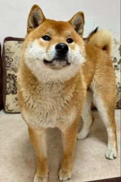 picture of dog