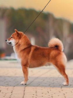picture of dog