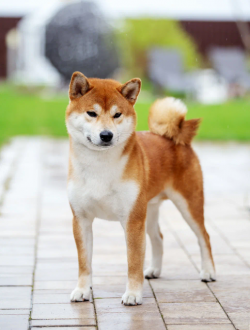 picture of dog