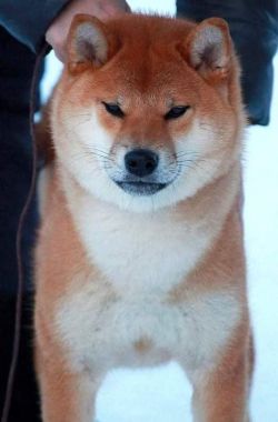 picture of dog