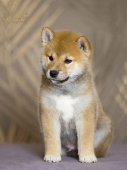 picture of dog