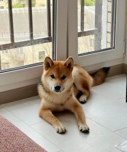 picture of dog