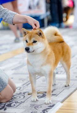 picture of dog