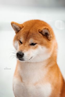 picture of dog