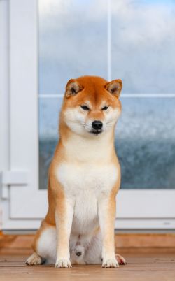 picture of dog