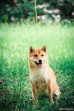 picture of dog