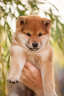 picture of dog