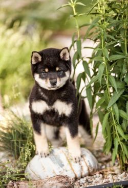 picture of dog