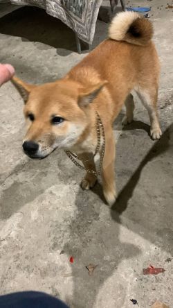 picture of dog