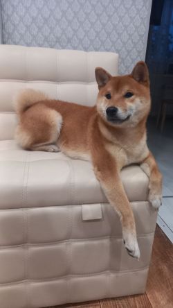 picture of dog