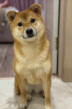 picture of dog