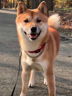 picture of dog
