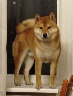 picture of dog
