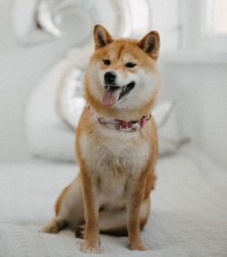 picture of dog
