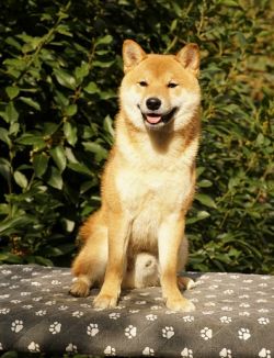 picture of dog
