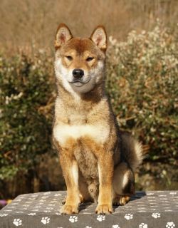 picture of dog
