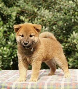 picture of dog