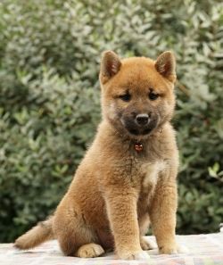 picture of dog
