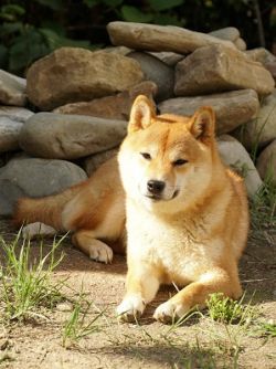picture of dog