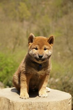 picture of dog