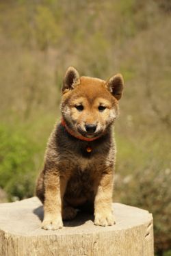 picture of dog