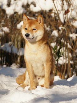 picture of dog