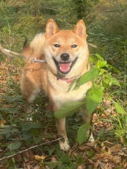 picture of dog
