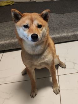picture of dog