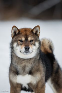 picture of dog