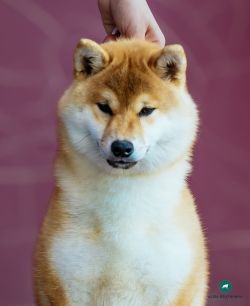 picture of dog
