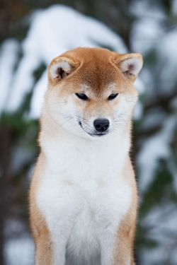 picture of dog