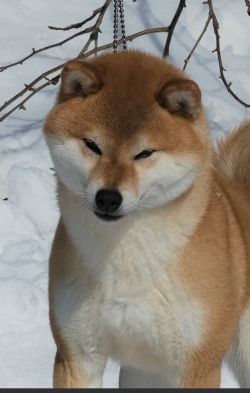 picture of dog