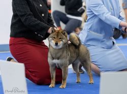 picture of dog