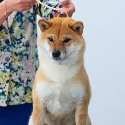 picture of dog