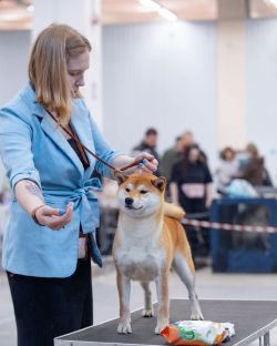 picture of dog