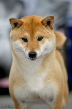 picture of dog