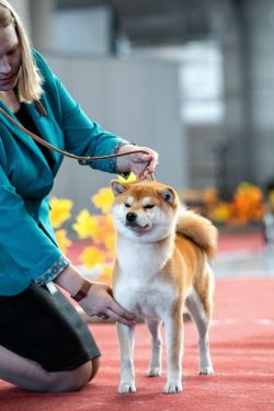 picture of dog