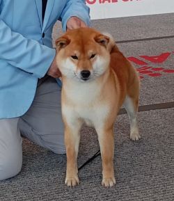 picture of dog