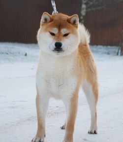 picture of dog