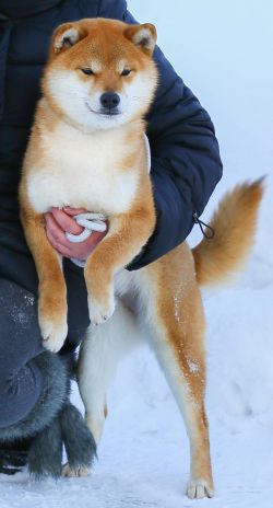 picture of dog