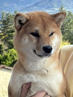 picture of dog
