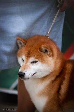 picture of dog