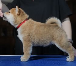 picture of dog